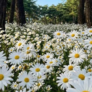 정읍 구절초 꽃축제(당일)