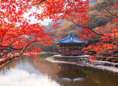 ★가을단풍★내장산&백양사 애기단풍(당일)
