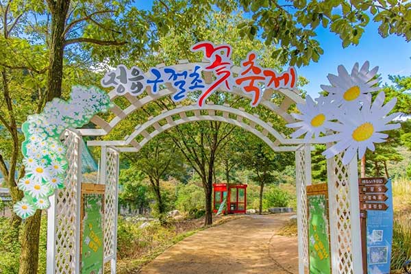 정읍 구절초 축제