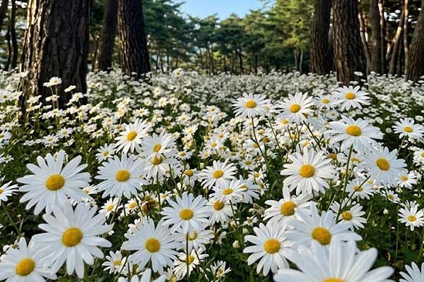정읍 구절초 축제